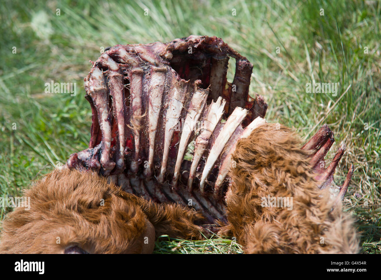 Animale morto sull'erba Foto Stock