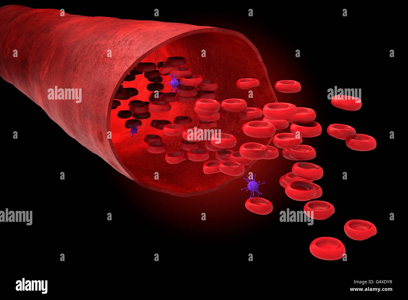 Vaso sanguigno con bloodcells fluente attraverso Foto Stock