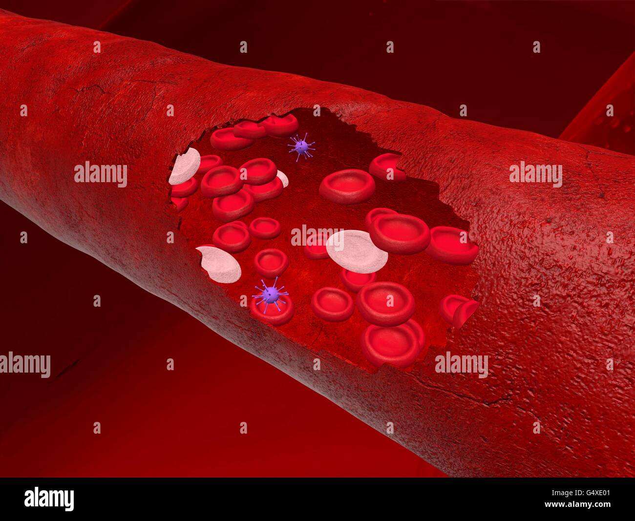 Vaso sanguigno con bloodcells fluente attraverso Foto Stock