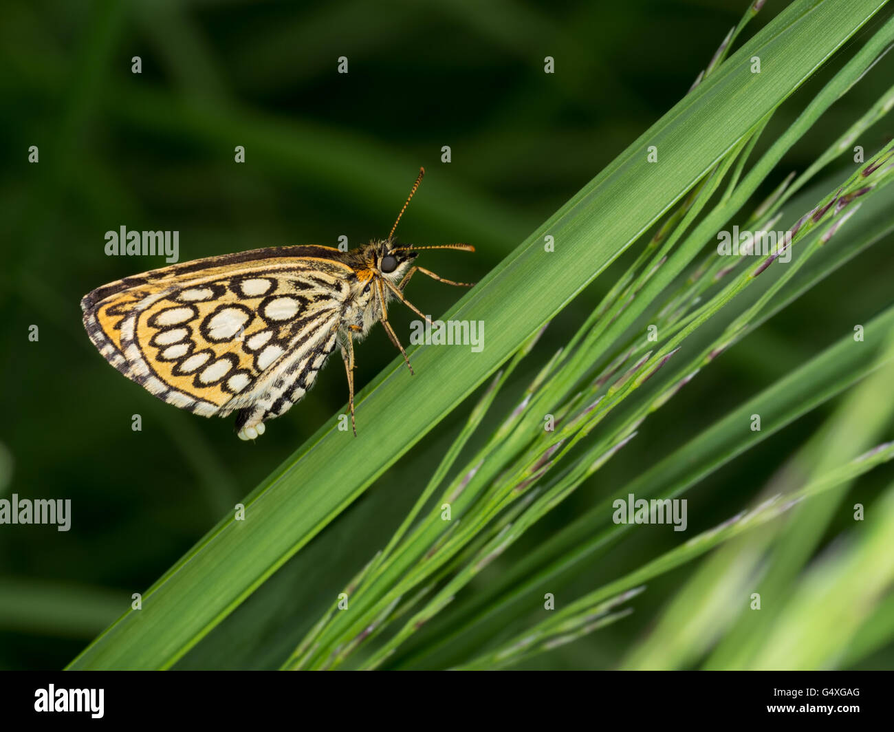 Heteropterus morpheus. Grande skipper a scacchi butterfly, femmina con uova. Foto Stock