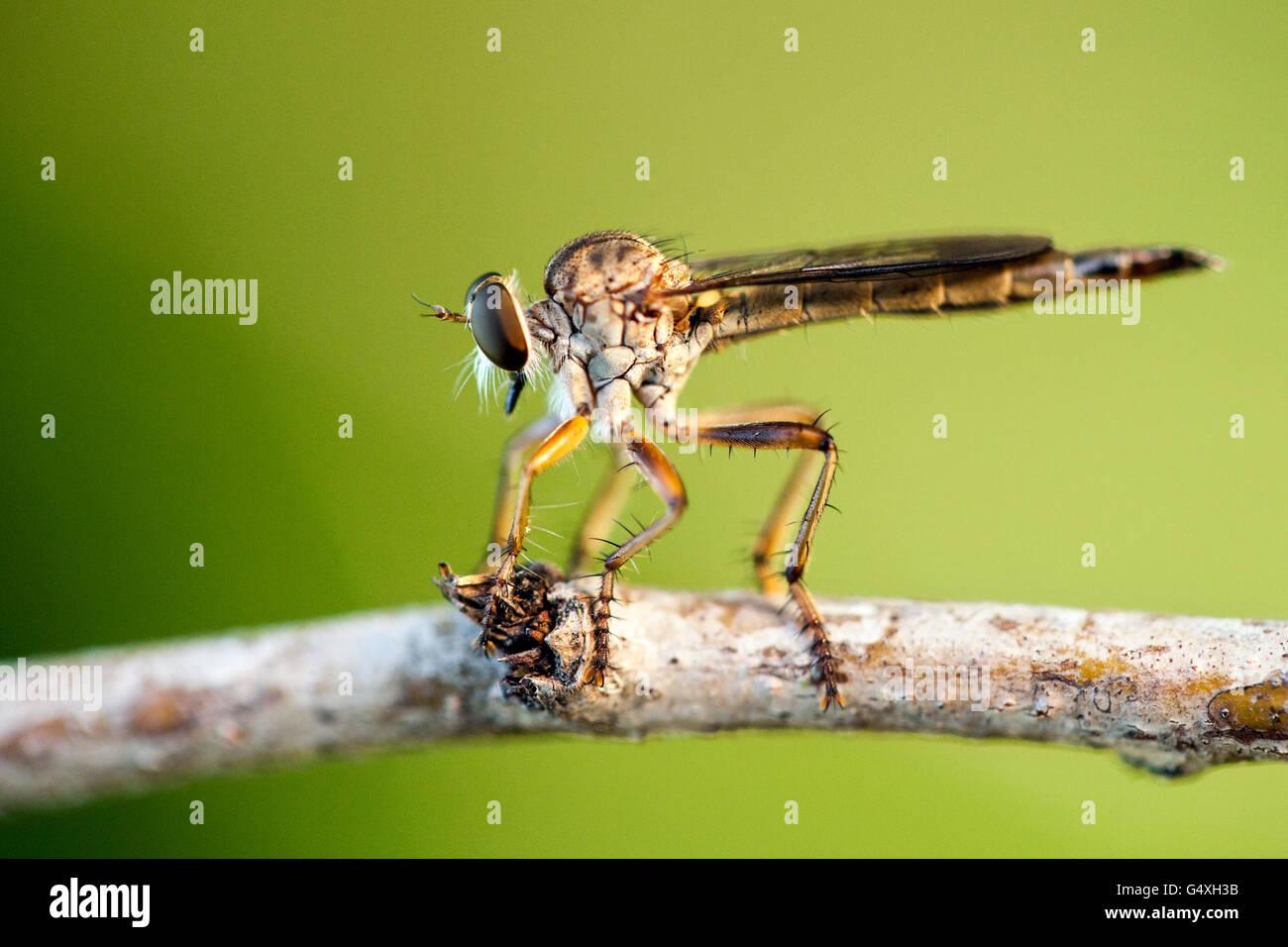 Robber Fly specie (Asilidae) - Camp Lula Sams, Brownsville, Texas, Stati Uniti d'America Foto Stock