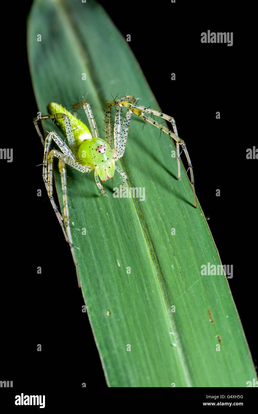 Green Lynx Spider (Peucetia viridans) - Camp Lula Sams, Brownsville, Texas, Stati Uniti d'America Foto Stock