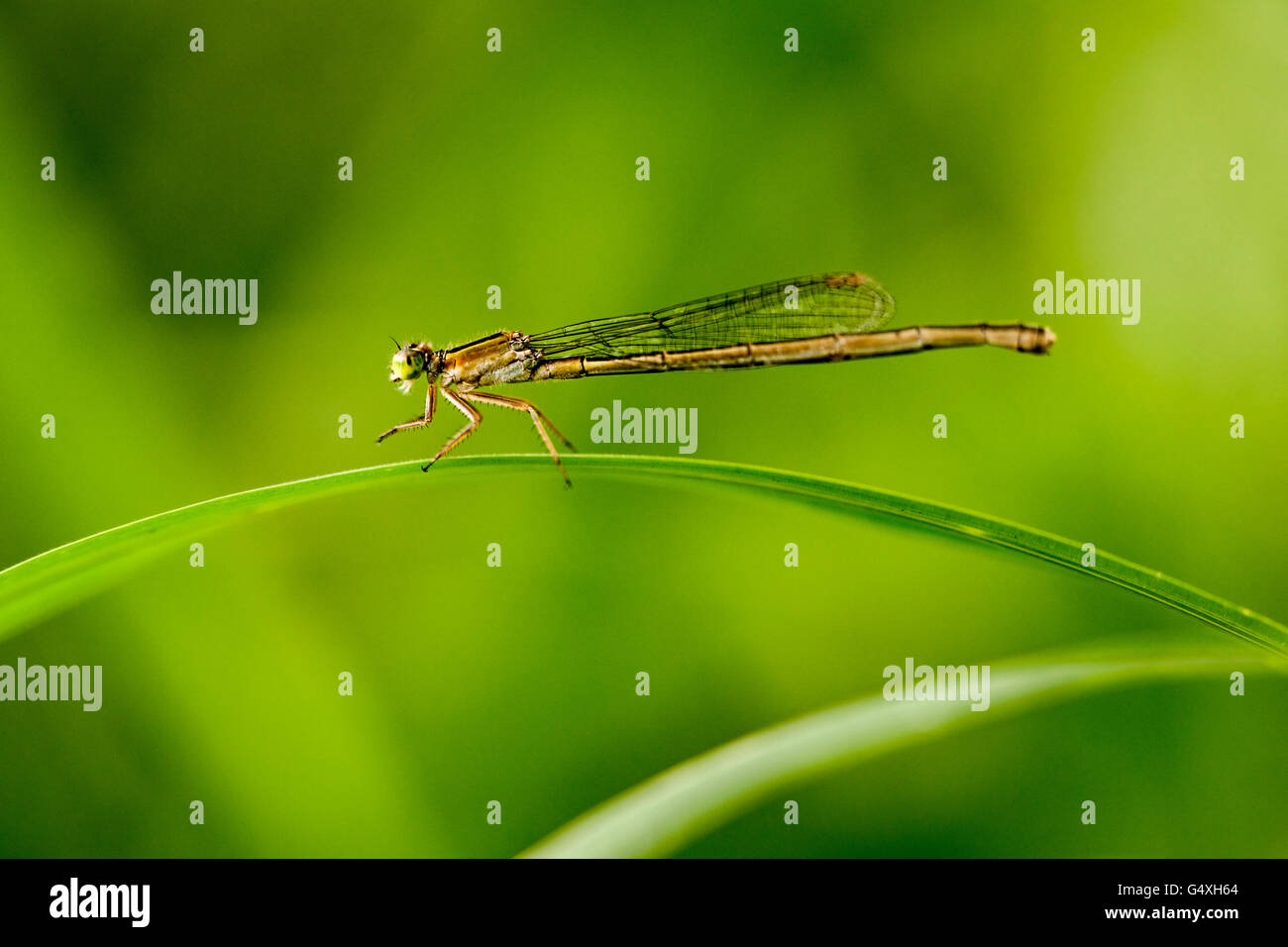 Damselfly (Zygoptera) - Camp Lula Sams, Brownsville, Texas USA Foto Stock