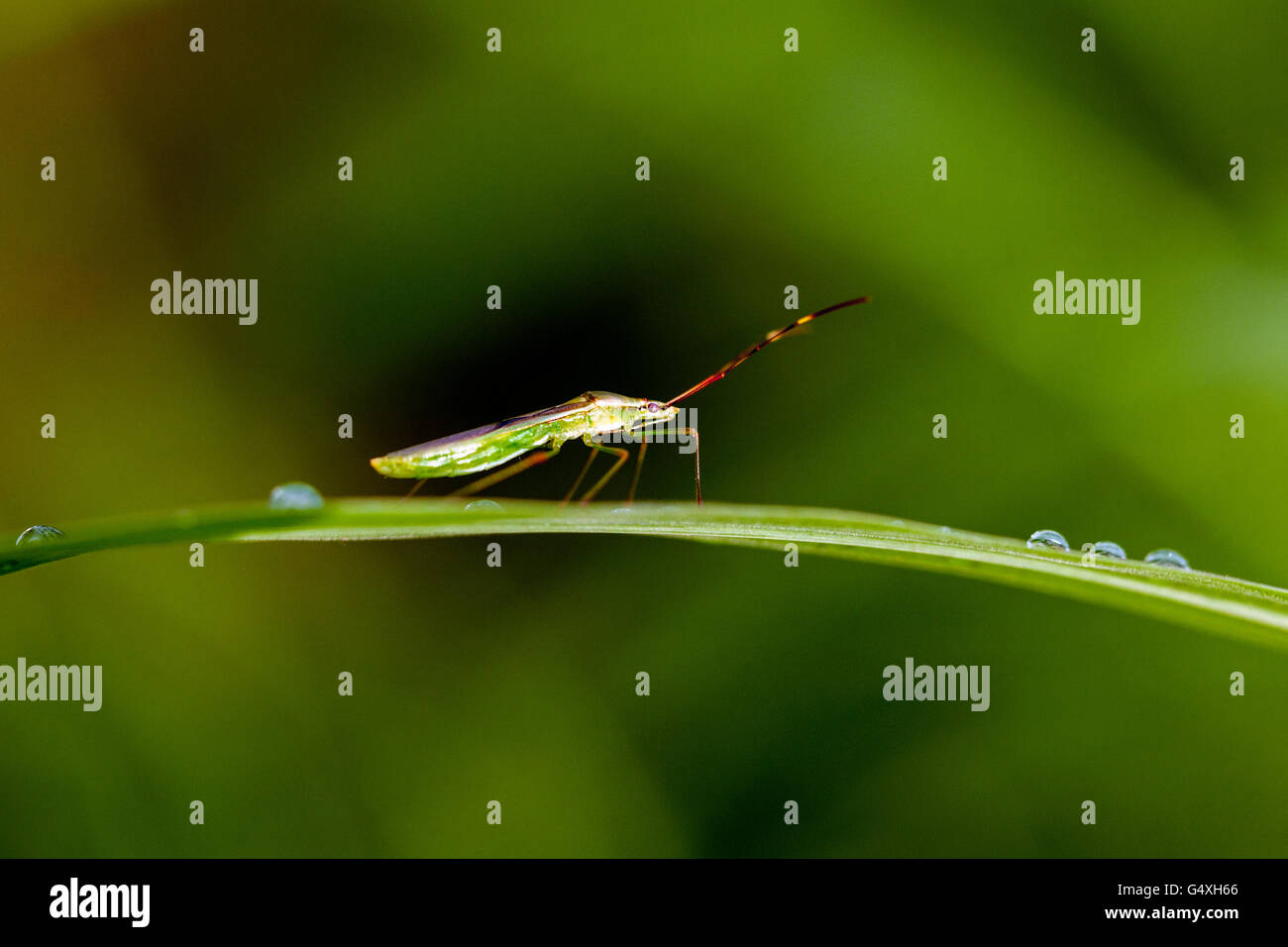Assassin Bug specie (Zelus sp.) - Camp Lula Sams, Brownsville, Texas, Stati Uniti d'America Foto Stock