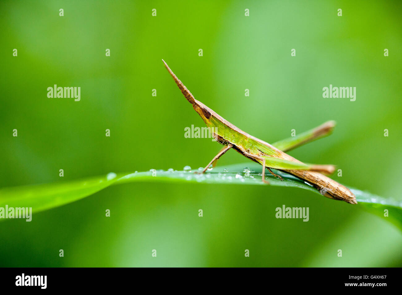 Inclinazione di fronte Grasshopper specie - Camp Lula Sams, Brownsville, Texas, Stati Uniti d'America Foto Stock