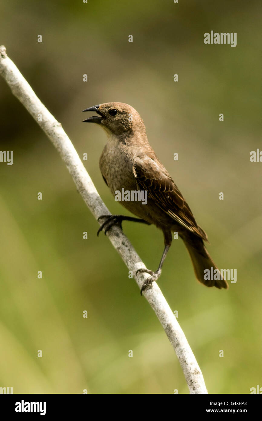 Marrone-guidato Cowbird (femmina) Molothrus ater - Camp Lula Sams, Brownsville, Texas, Stati Uniti d'America Foto Stock