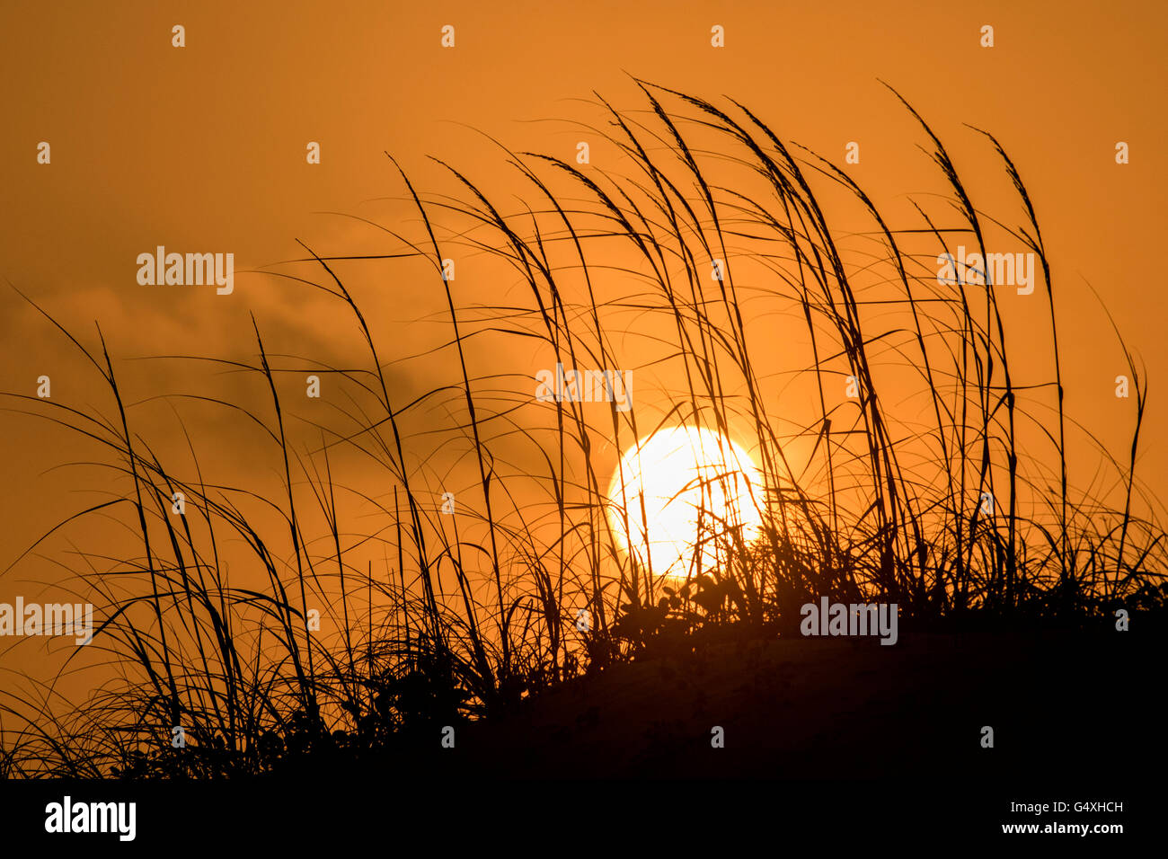 Tramonto nelle dune su South Padre Island, Texas, Stati Uniti d'America Foto Stock