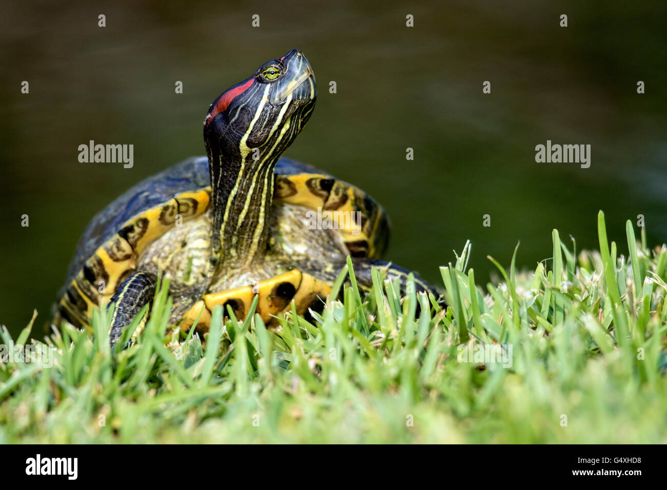 Tartaruga dalle orecchie rosse (Trachemys scripta elegans) - World Birding Center South Padre Island, Texas, Stati Uniti d'America Foto Stock