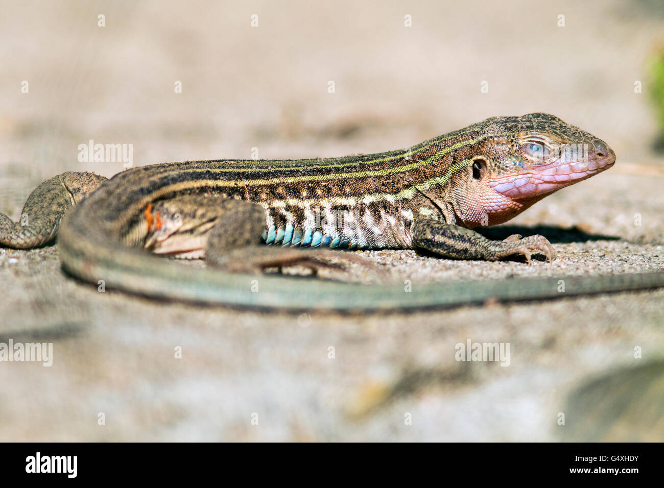 Texas Spotted Whiptail Lizard mostra nictitating membrana - Camp Lula Sams - Brownsville, Texas USA Foto Stock