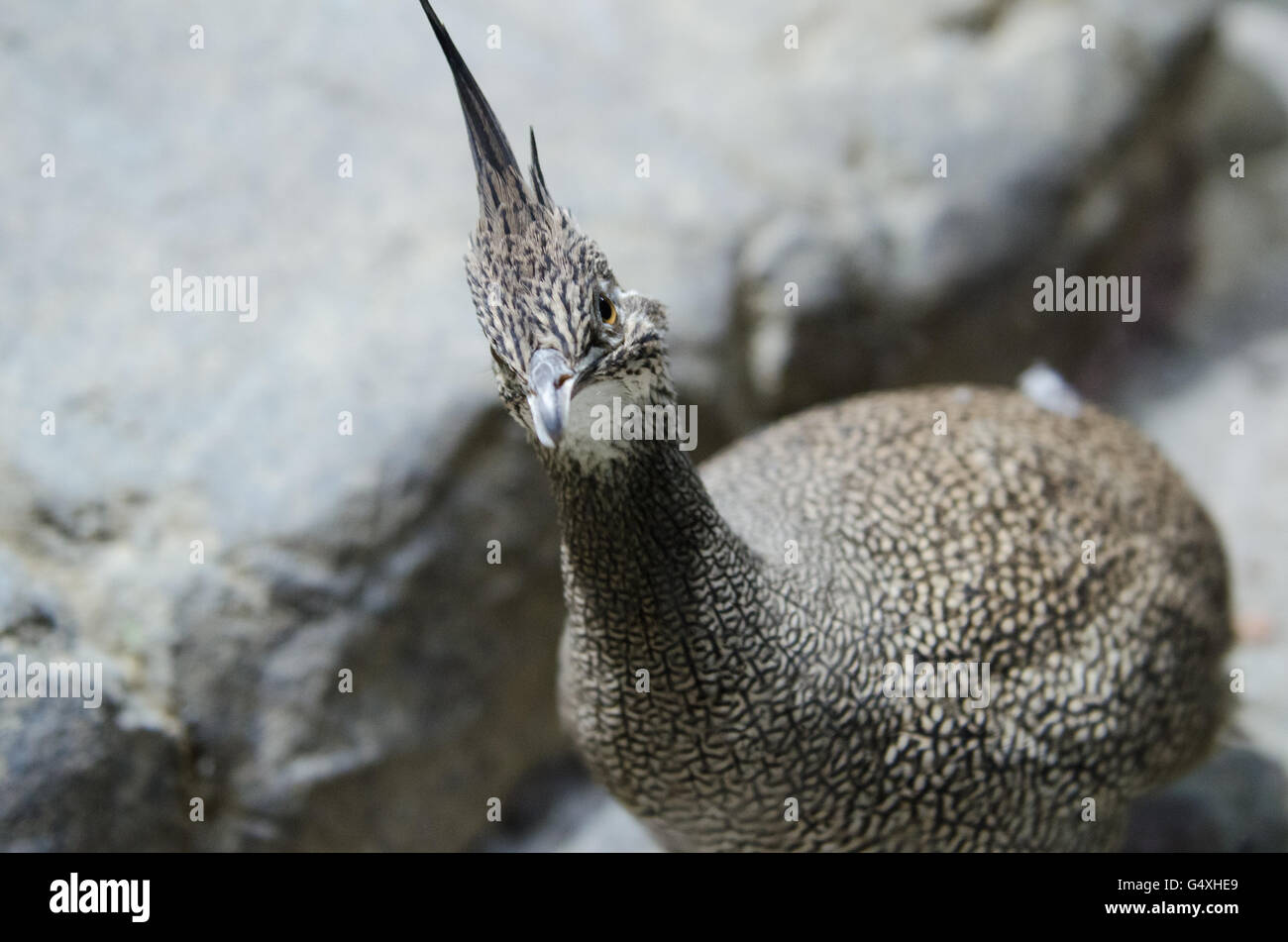 Elegante Crested-Tinamou dire ciao Foto Stock