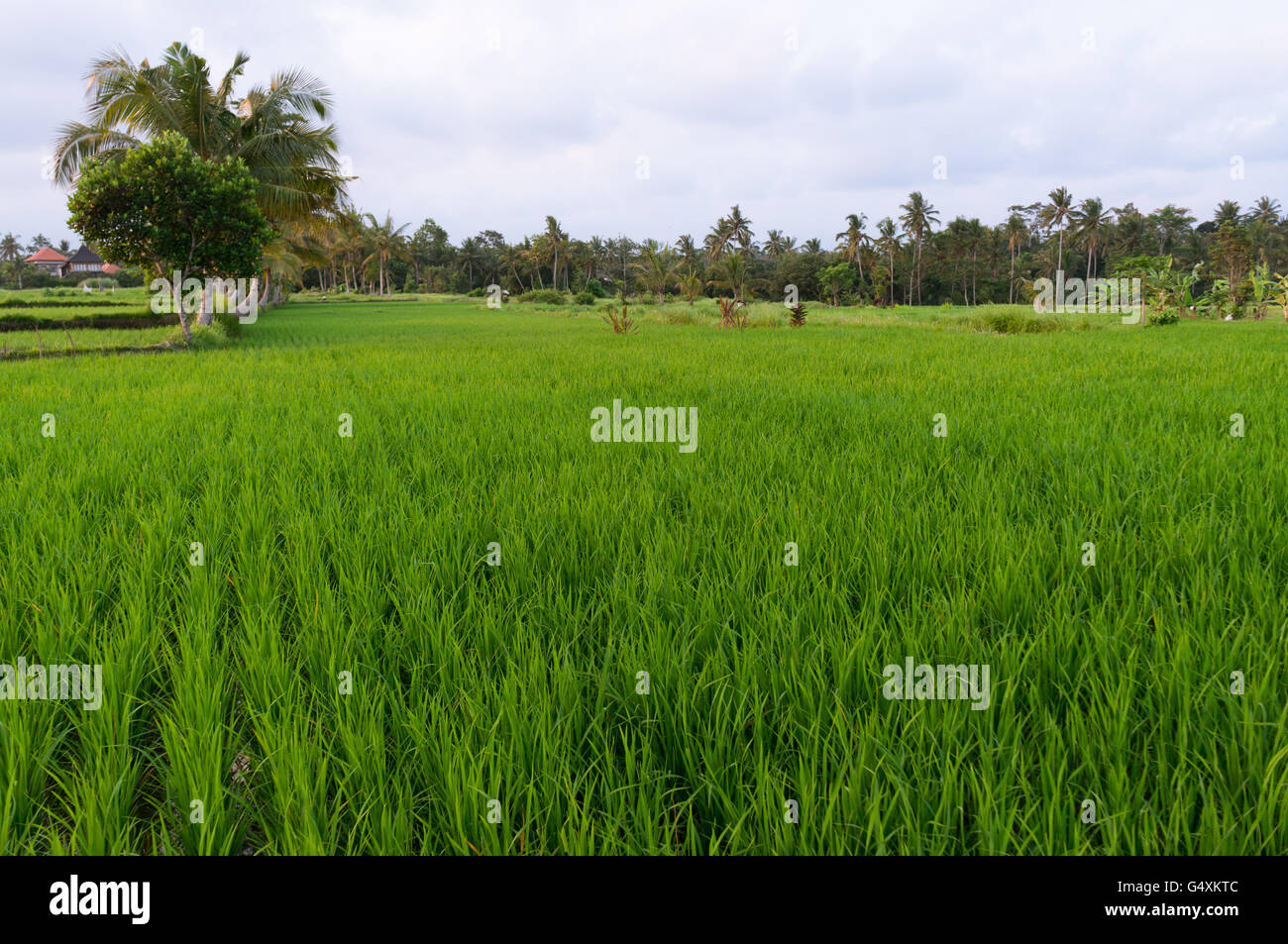 Tramonto su un rigoglioso campo di riso in Ubud, Bali Foto Stock