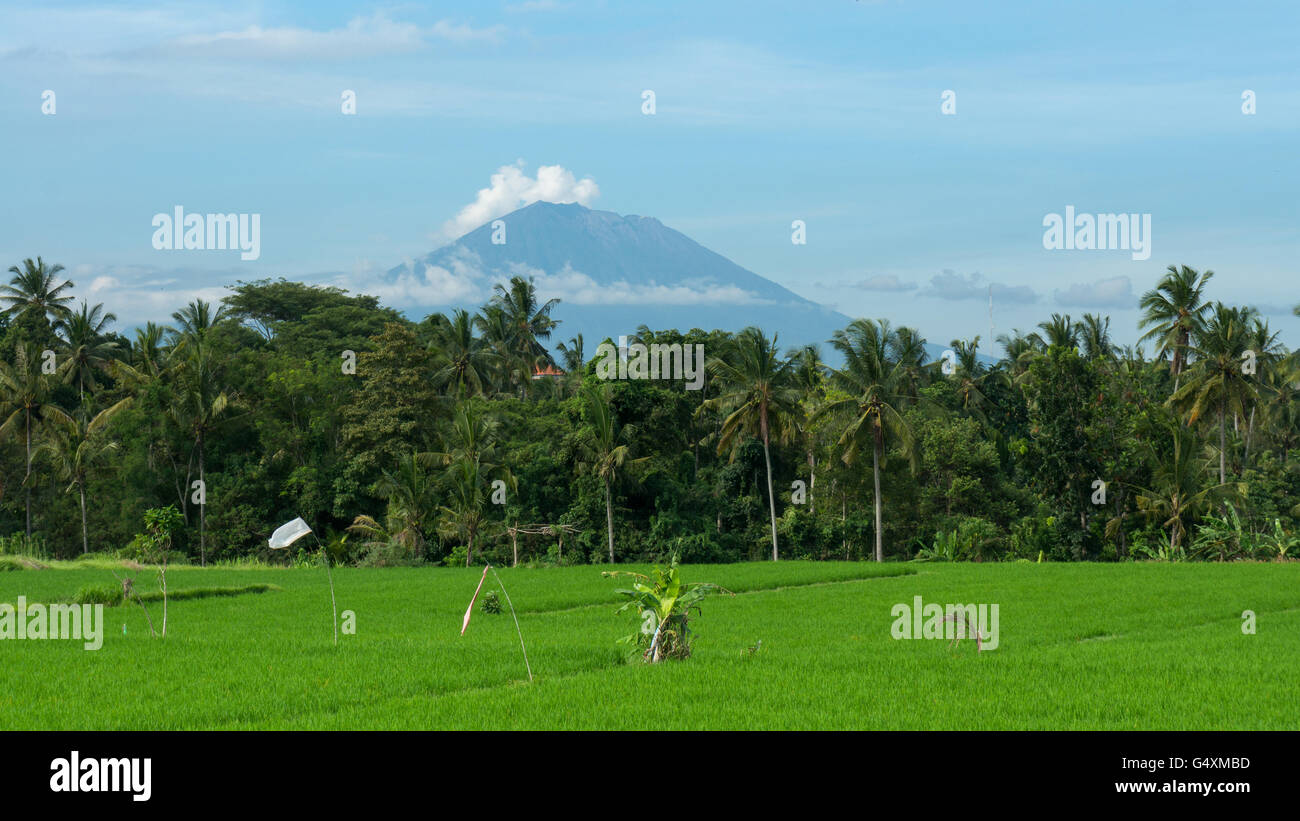Gunung Agung dietro i campi di riso in Ubud, Bali Foto Stock