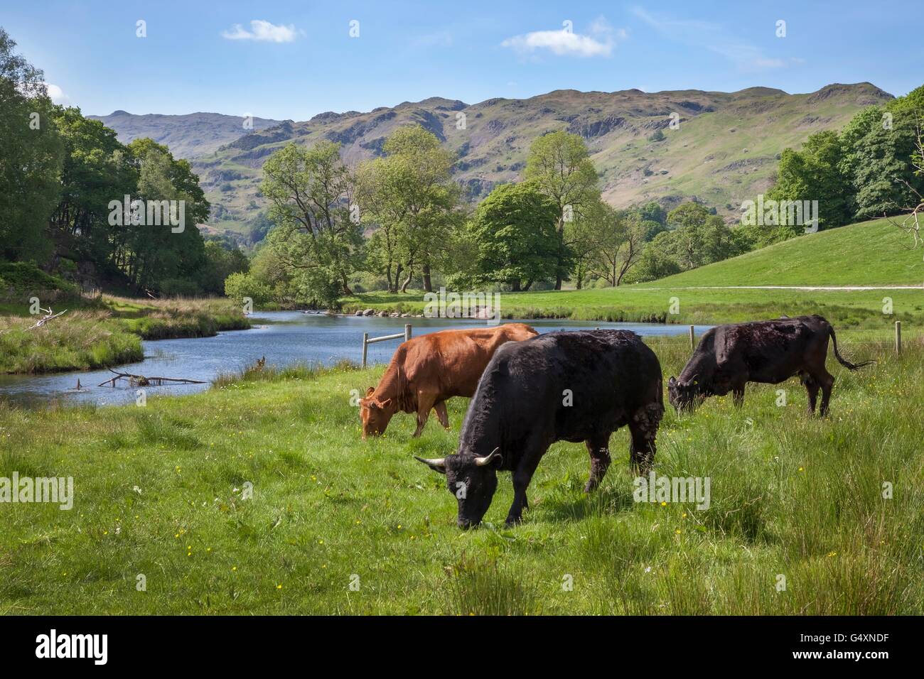 Bestiame al Elterwater, nel distretto del lago, Cumbria, Inghilterra Foto Stock