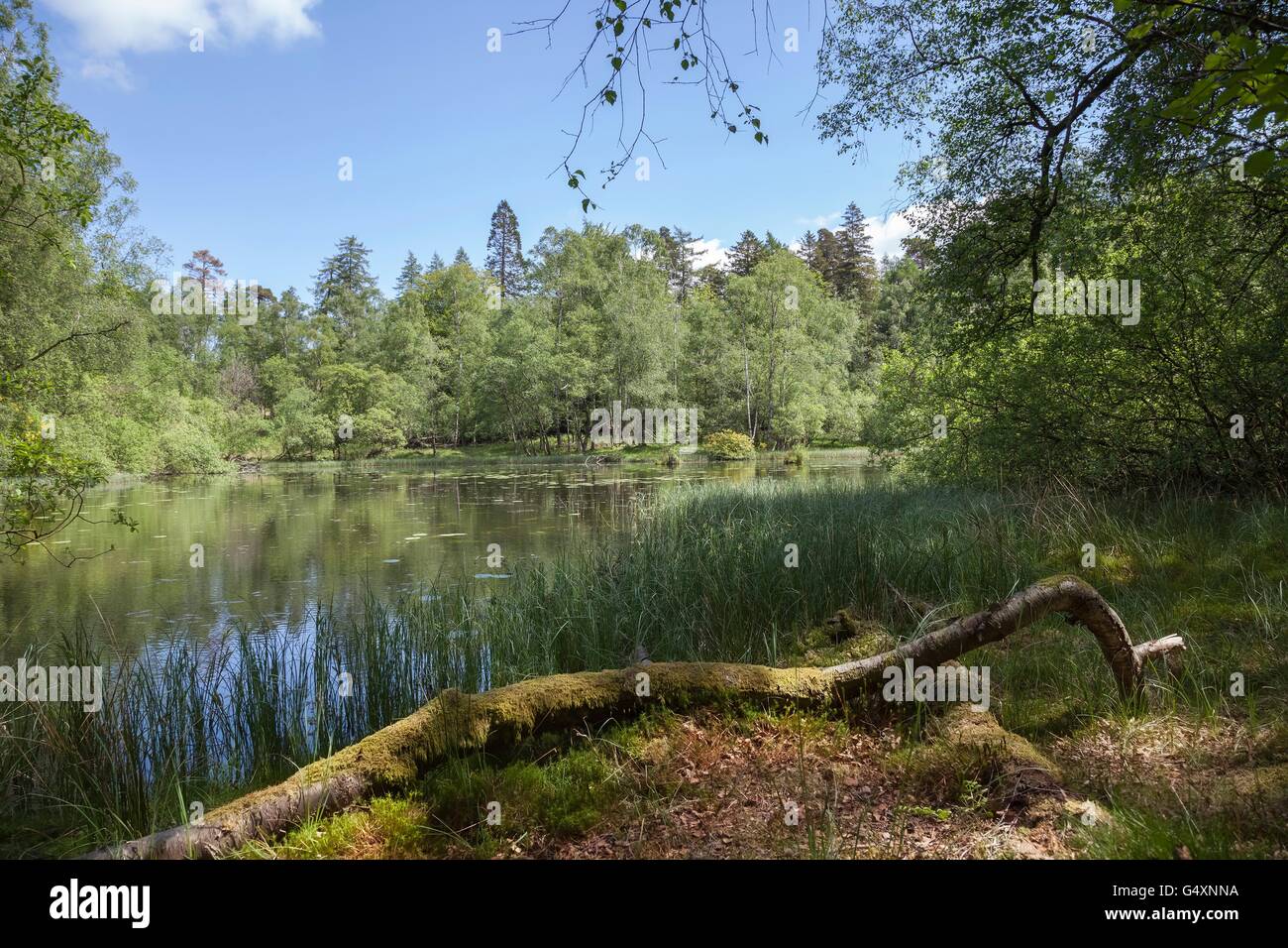 Bosco di muschio a Tarn Hows, Lake District, Cumbria, Inghilterra Foto Stock