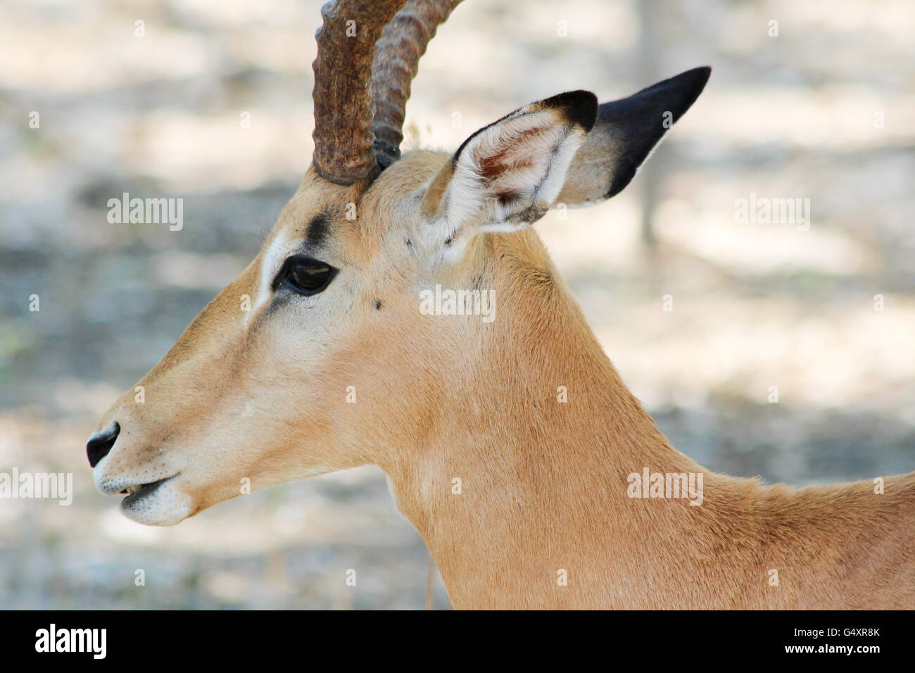 Il Botswana, Northwest Ngamiland Est, Moremi Game Reserve, close up di un Impala Foto Stock