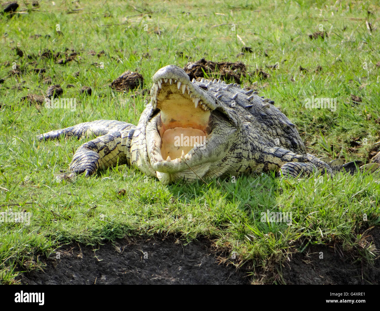 Il Botswana, Northwest Kasane, Chobe National Park - Chobe River, coccodrillo del Nilo con bocca aperta Foto Stock