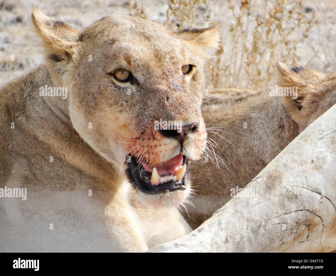 La Namibia, Oshikoto, il Parco Nazionale di Etosha, Lion's a strappato la giraffa, leonessa a mangiare la preda Foto Stock