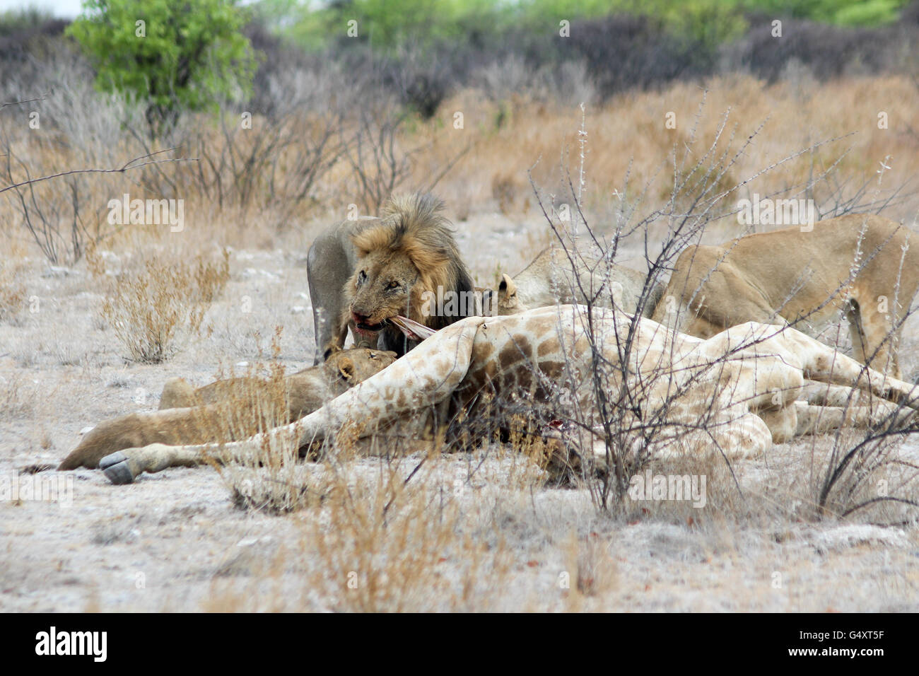 La Namibia, Oshikoto, Etosha National Park, Lion curl su strappata la giraffa, lion mangia delle giraffe Foto Stock