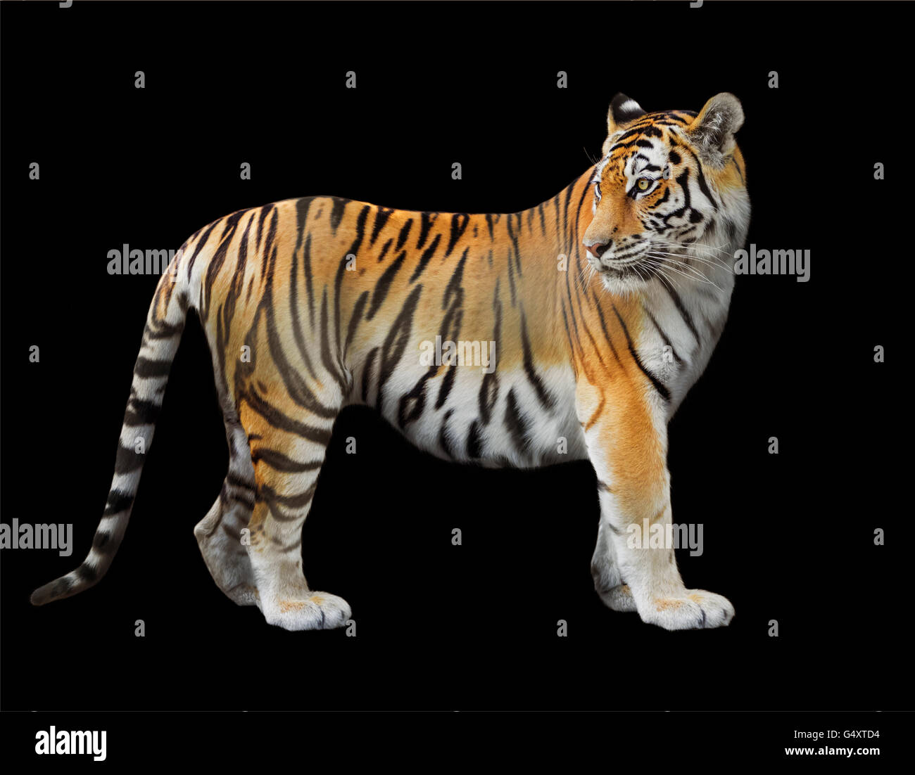 La tigre di Amur close-up su sfondo nero Foto Stock