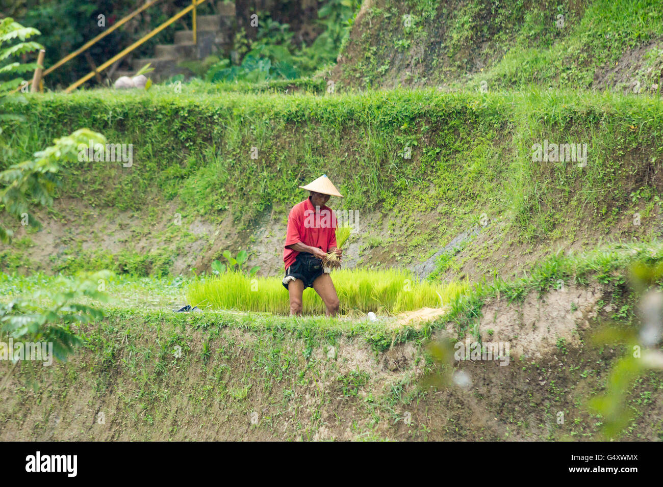 Indonesia, Bali, Badung, Jatiluwih, la gente del posto di lavoro alle terrazze di riso Foto Stock