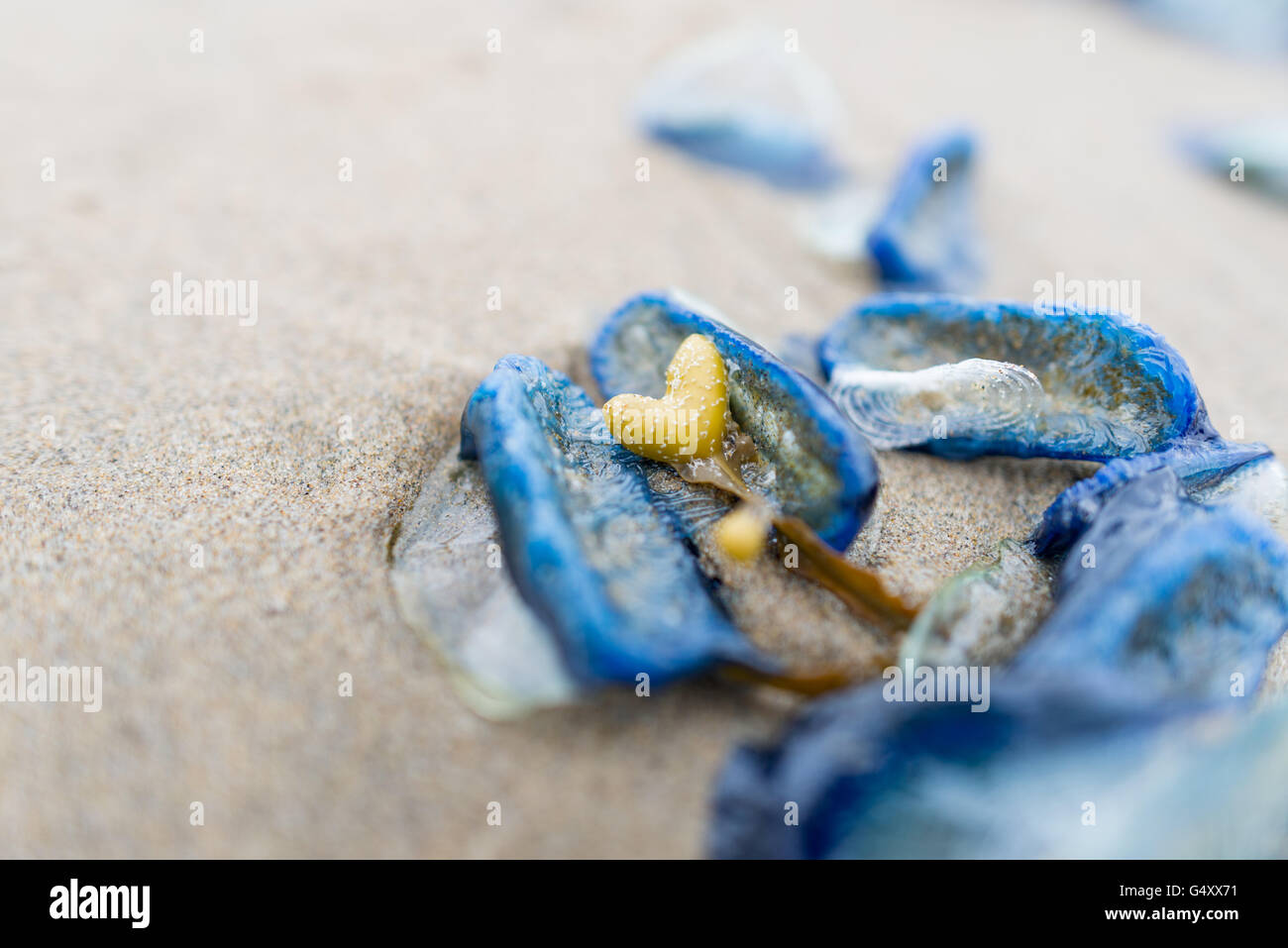Stati Uniti d'America, Oregon, Cannon Beach, Velella velella meduse sulla spiaggia Foto Stock