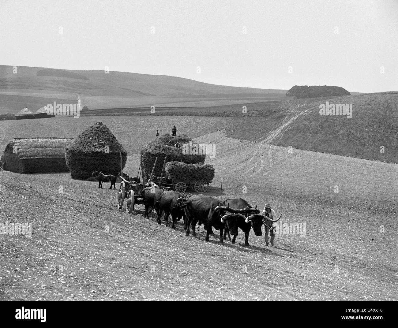 Il sig. Richardson (r) e il gruppo di buoi che ha gestito per 38 anni durante la raccolta del grano alla Lades Farm di Falmer, vicino a Brighton, sulle Downs del Sud. Foto Stock