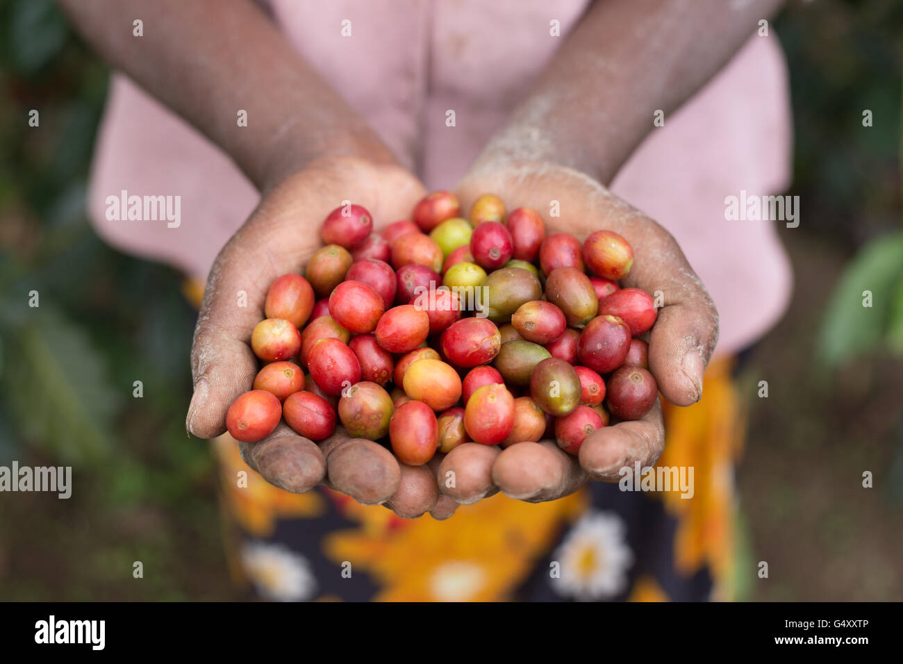 Fresche le ciliegie di caffè vengono raccolte dalle aziende agricole del Rwenzori Mountains, Uganda, Africa orientale. Foto Stock