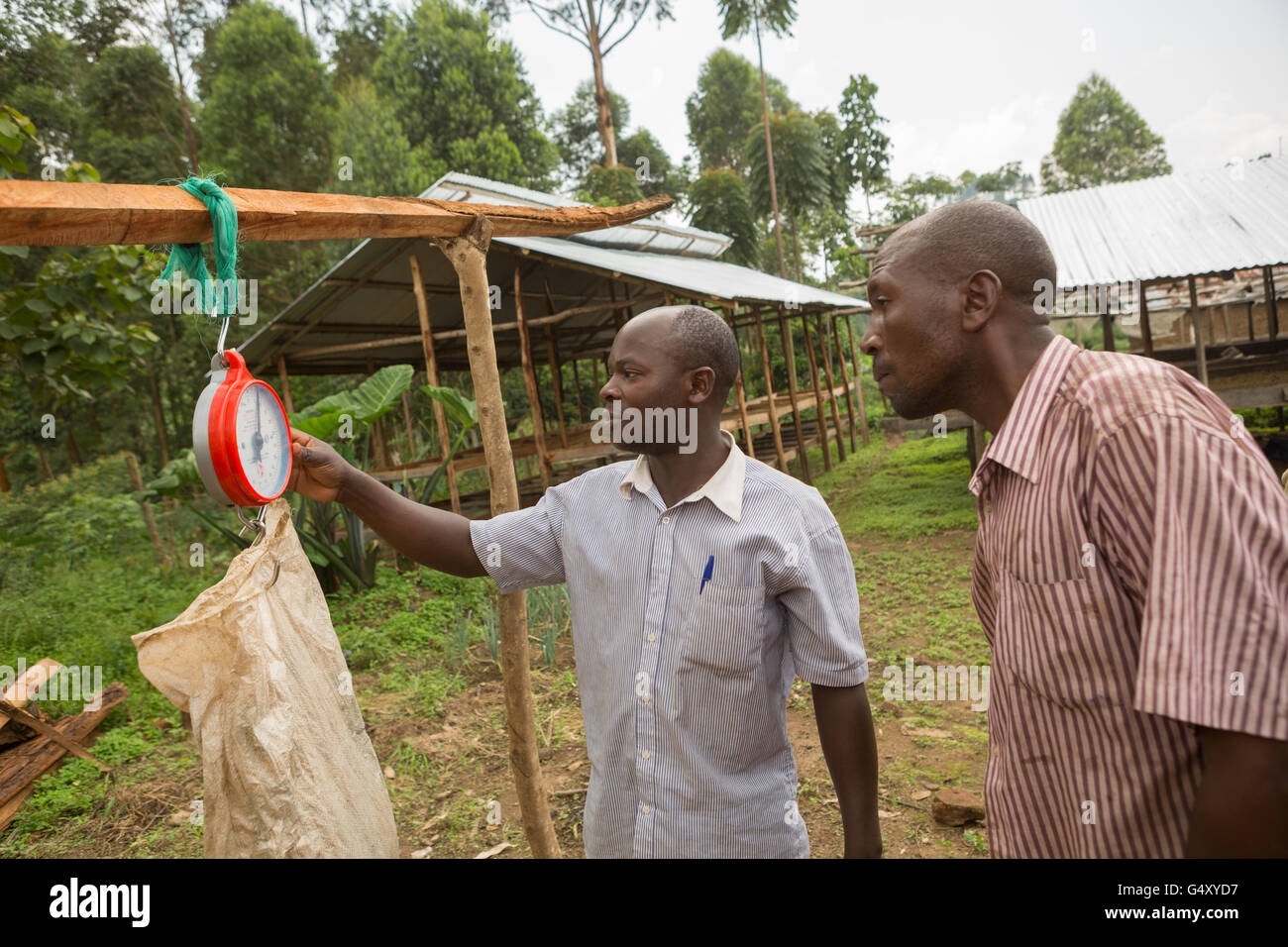Un sacco di raccolti di fresco ciliegie di caffè viene pesato da un agricoltore in Kasese District, Uganda. Foto Stock