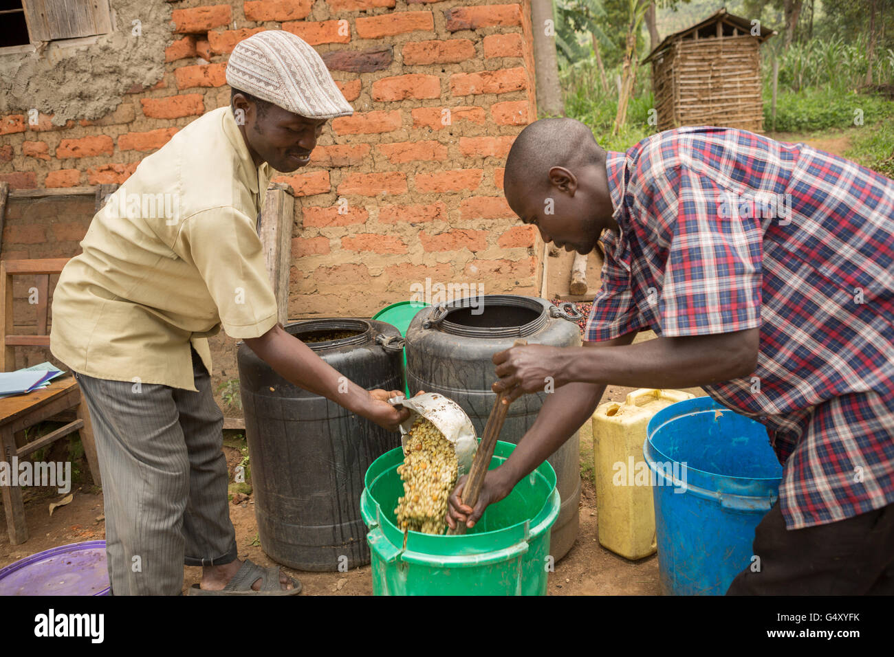 Lavoratori freschi di lavaggio i chicchi di caffè come vengono rimossi anche da vasche di fermentazione presso un piccolo produttore di caffè in Kasese, Uganda. Foto Stock