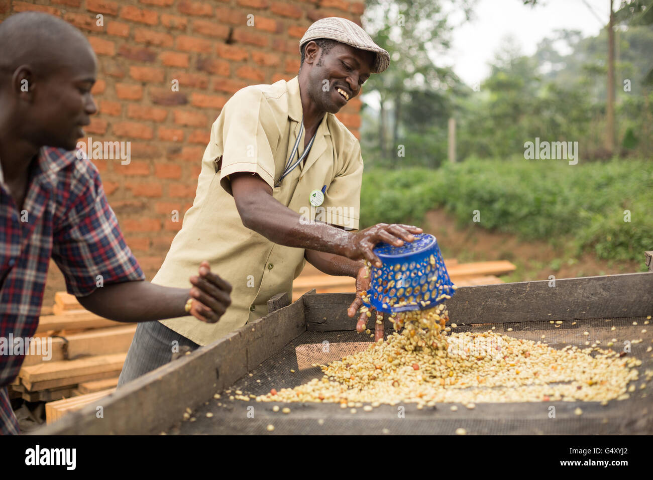 Lavoratori freschi di lavaggio i chicchi di caffè come vengono rimossi anche da vasche di fermentazione presso un piccolo produttore di caffè in Kasese, Uganda. Foto Stock