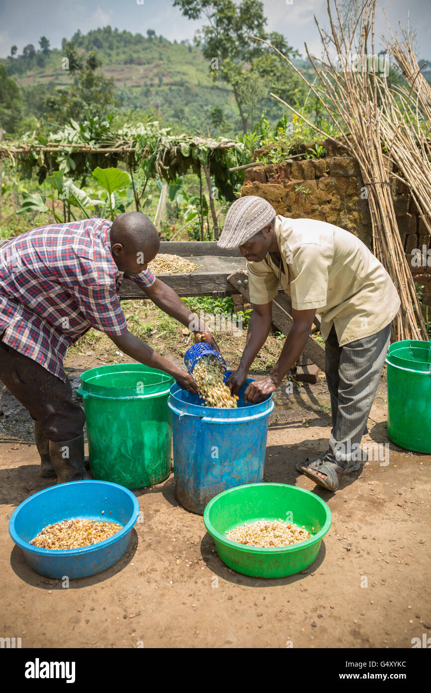 Lavoratori freschi di lavaggio i chicchi di caffè come vengono rimossi anche da vasche di fermentazione presso un piccolo produttore di caffè in Kasese, Uganda. Foto Stock