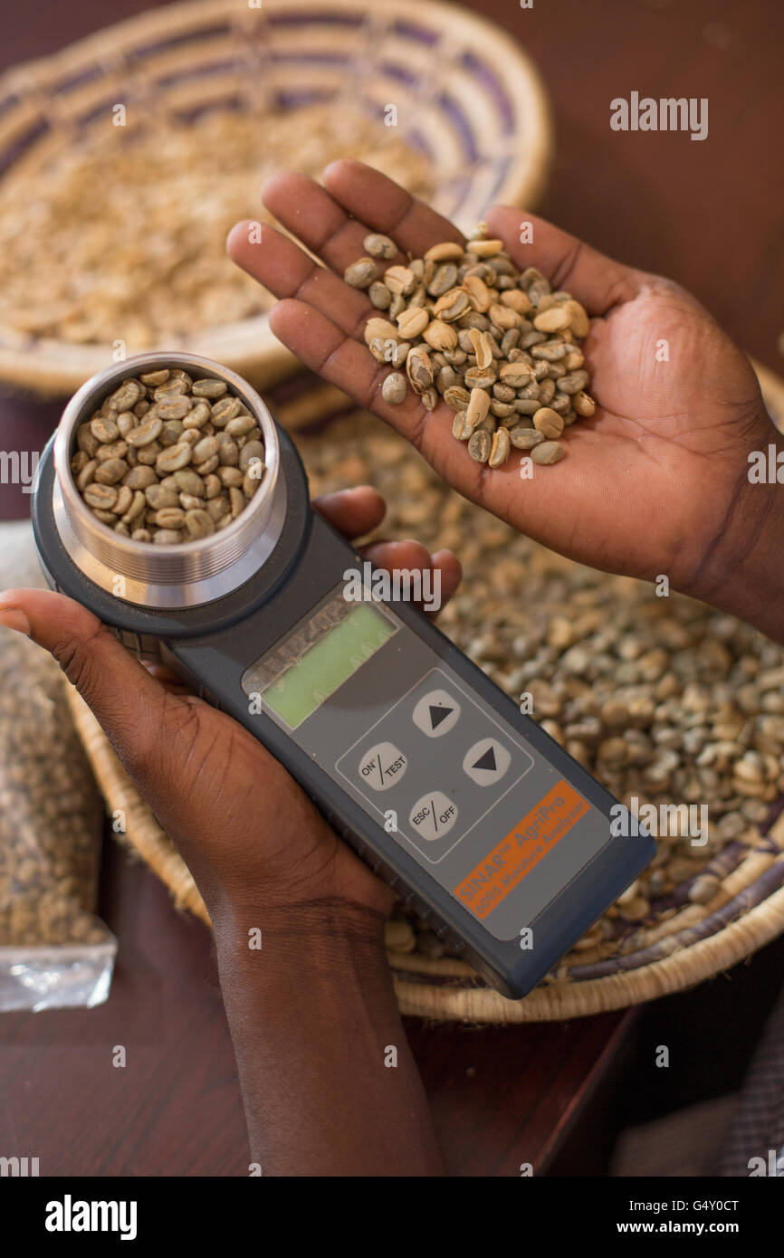 Un campione di caffè viene misurata con un contenuto di umidità misuratore a un produttore di caffè dal magazzino in Kasese, Uganda. Foto Stock
