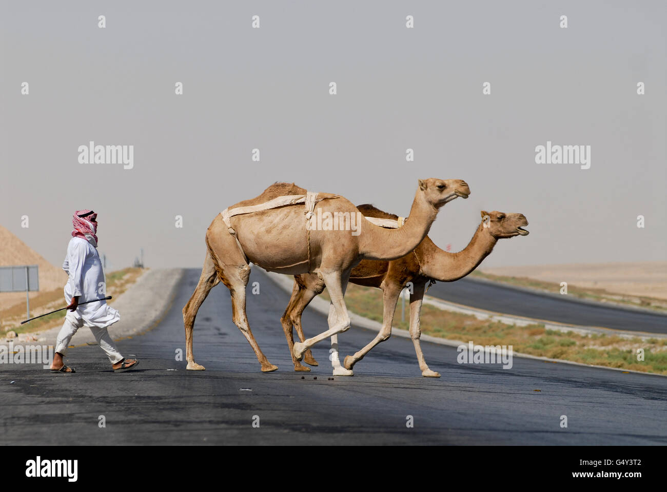 Giordania desert, cammello attraversando la statale per Amman / JORDANIEN, Wueste , Kamele ueberqueren die Autobahn nach Amman Foto Stock