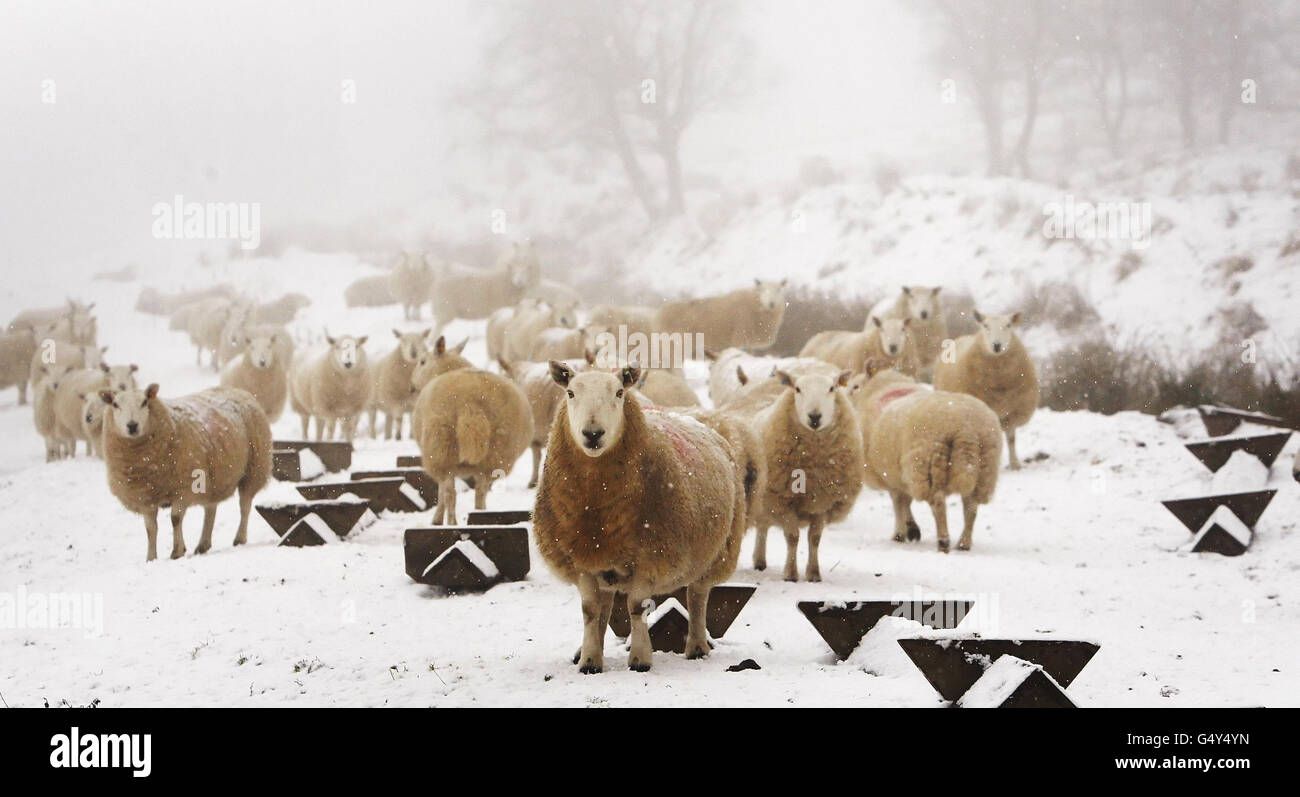 Le pecore sono raffigurate vicino allo Spittal di Glenshee in Scozia, mentre la Gran Bretagna fremette attraverso la notte più fredda dell'inverno fino a quando le temperature sono precipitati più in basso di meno 12C la notte scorsa e il paese si è bracchiato per fino a 15cm di neve. Foto Stock