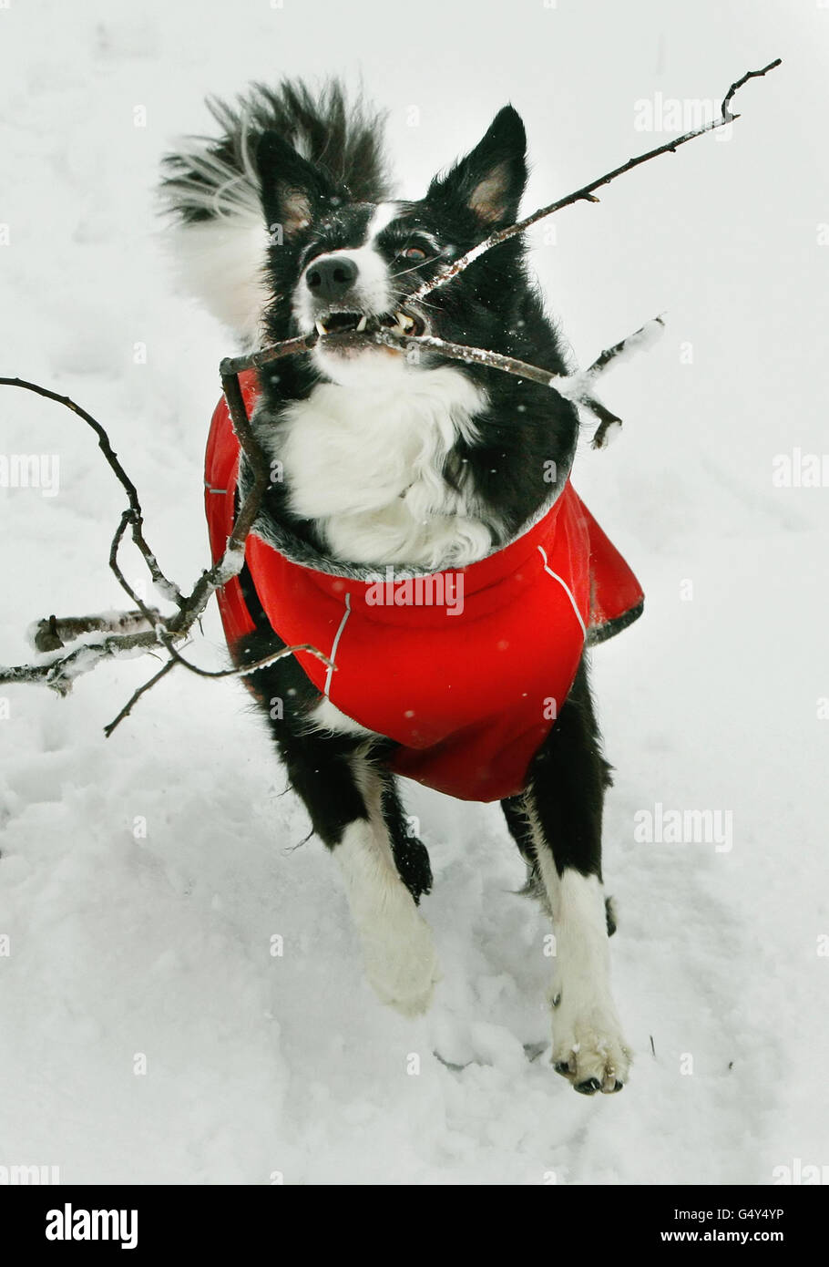 Maisie il cane gioca nella neve vicino allo Spittal di Glenshee in Scozia, come la Gran Bretagna fremette attraverso la notte più fredda dell'inverno fino a quando le temperature si sono tuffate più in basso di meno 12C la scorsa notte e il paese si è braced per fino a 15cm di neve. Foto Stock