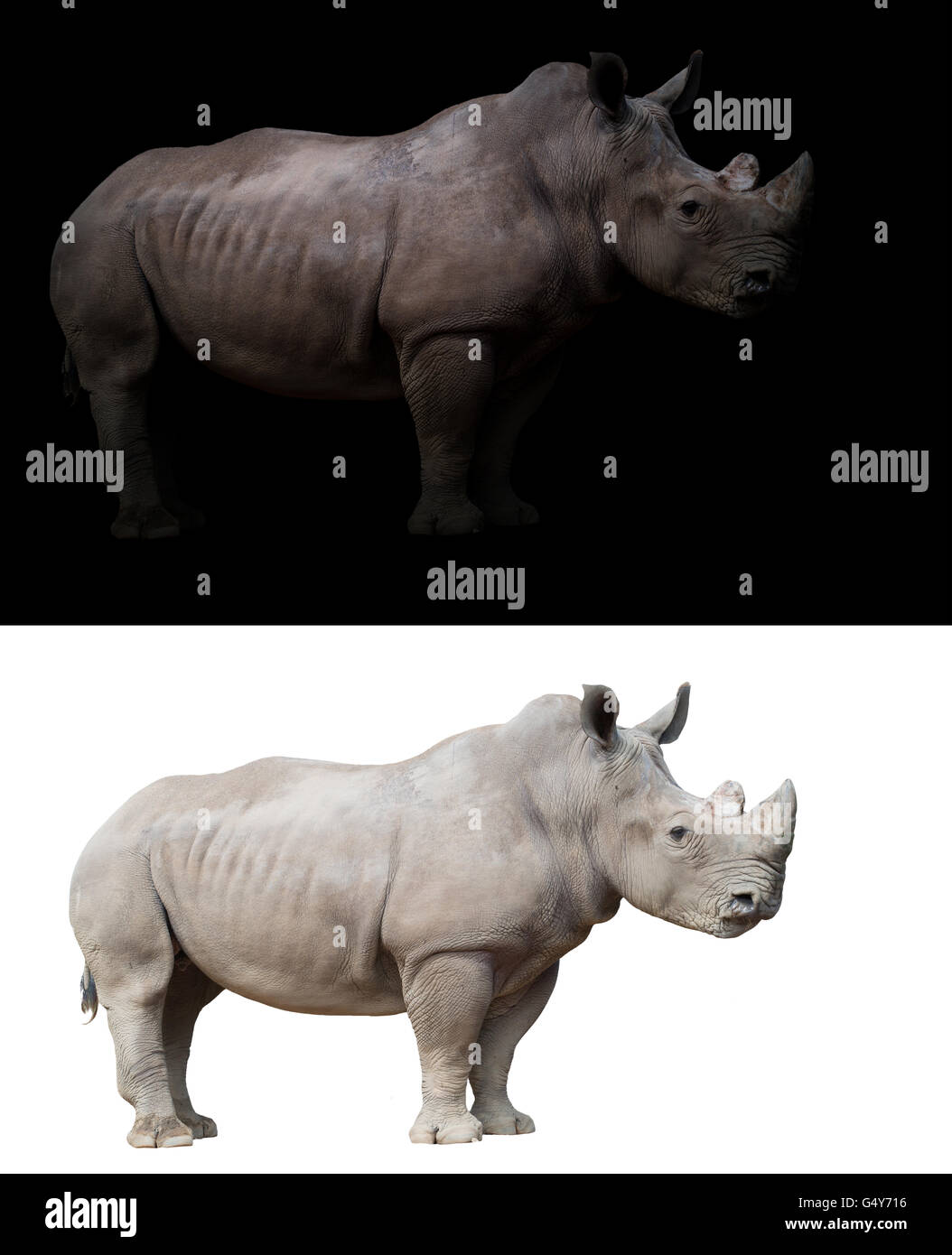 Rinoceronte bianco, quadrato-rhinoceros a labbro nel buio e sfondo bianco Foto Stock
