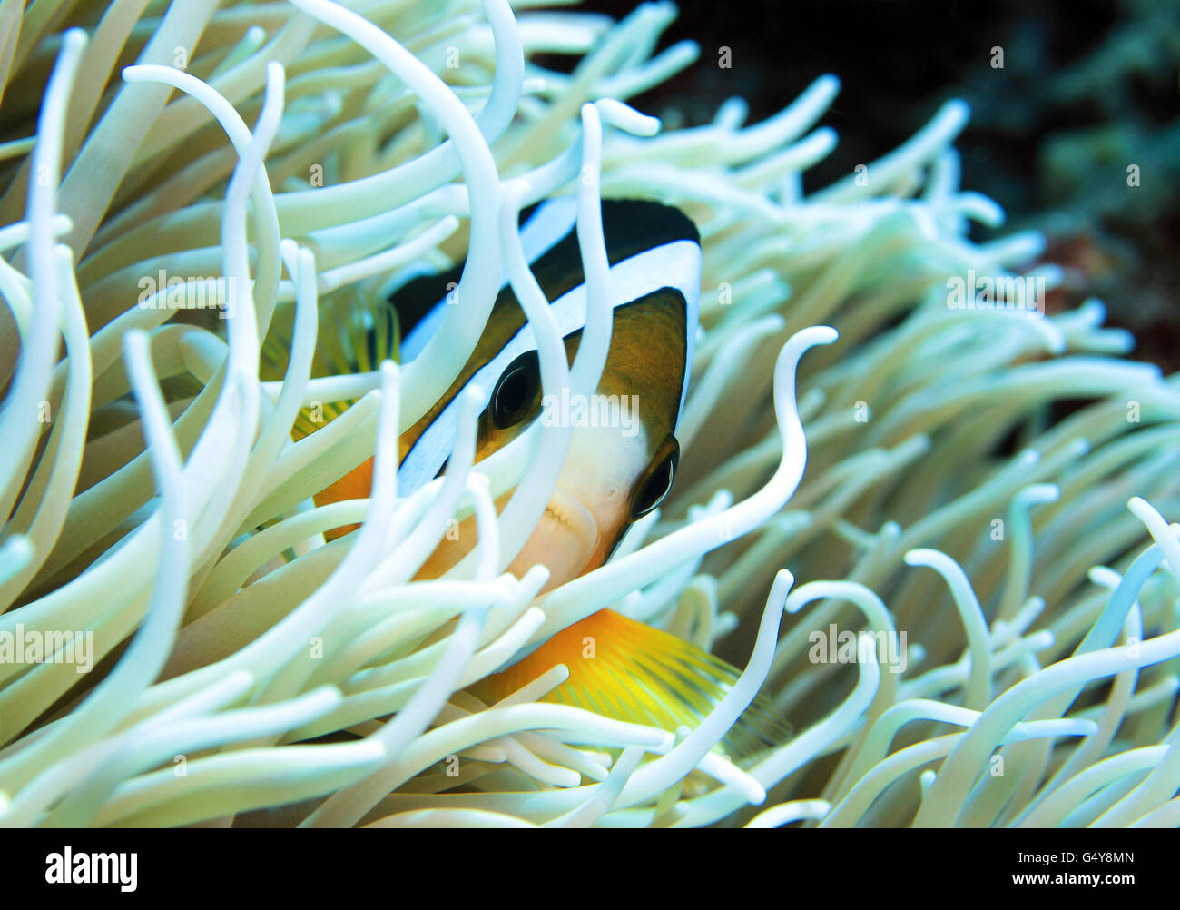 Clark (Anemonefish Amphiprion clarkii) in un anemone. Flores, Indonesia Foto Stock