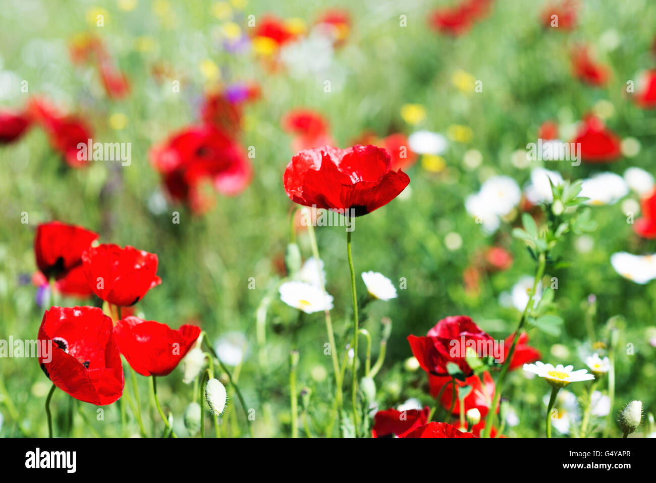 Campo luminoso del papavero rosso dei fiori di prato primavera. Foto Stock