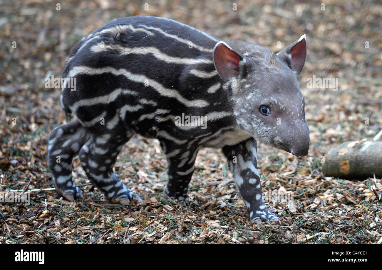 Foto. Nuovo arrivo Dexter, un Tapir brasiliano maschio nato domenica 5 febbraio allo zoo di Paignton a Devon, Dexter. Foto Stock