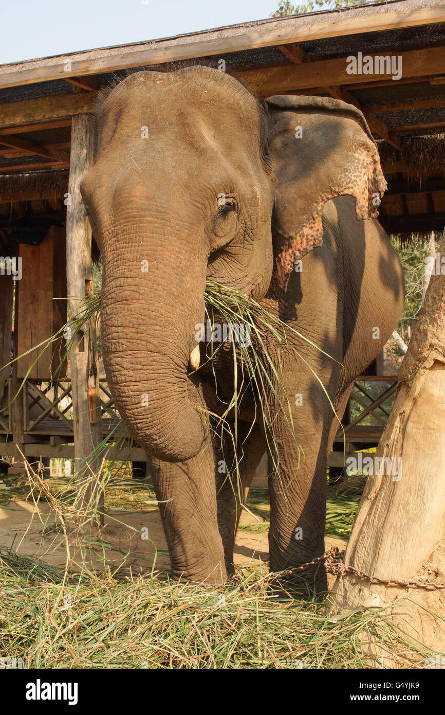 Lavorando di elefante, Laos, Sud Est asiatico Foto Stock