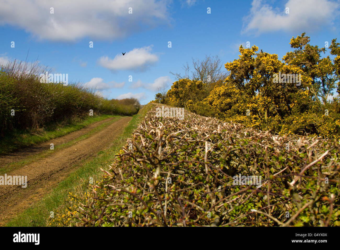 Di recente il taglio siepe in Inghilterra settentrionale in primavera Foto Stock