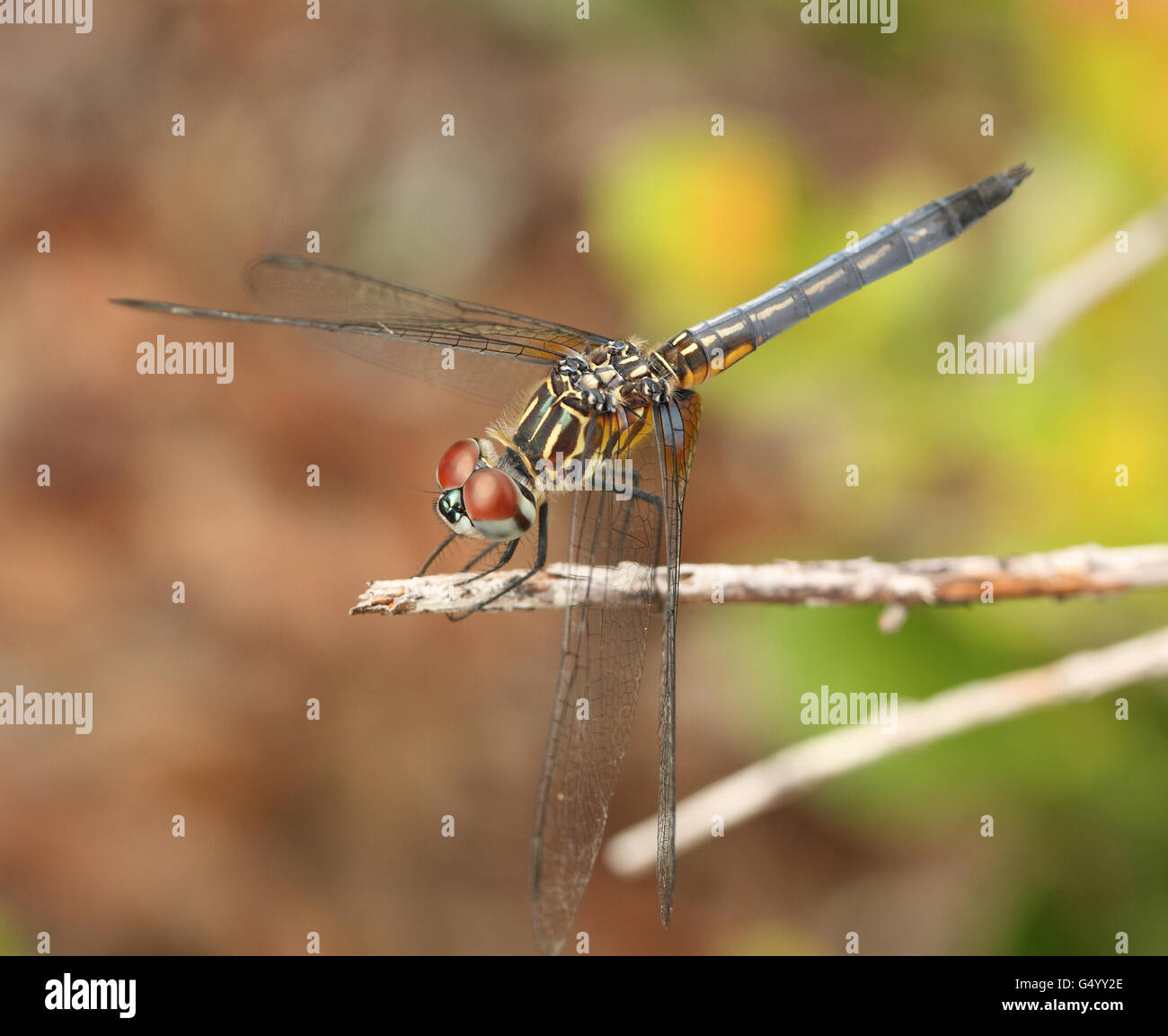Dragon Fly su un ramo Foto Stock