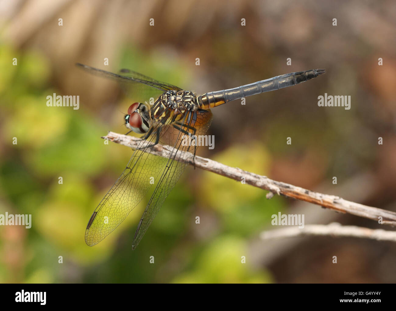 Dragon Fly su un albero stick Foto Stock