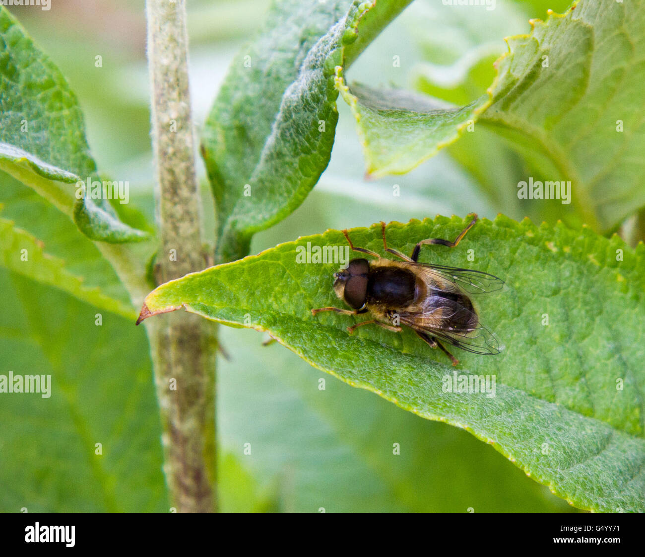 Hover volare sulla lamina Foto Stock