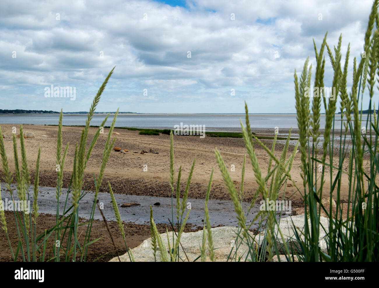 Plymouth, Massachusetts, shore con le piante del mare Foto Stock