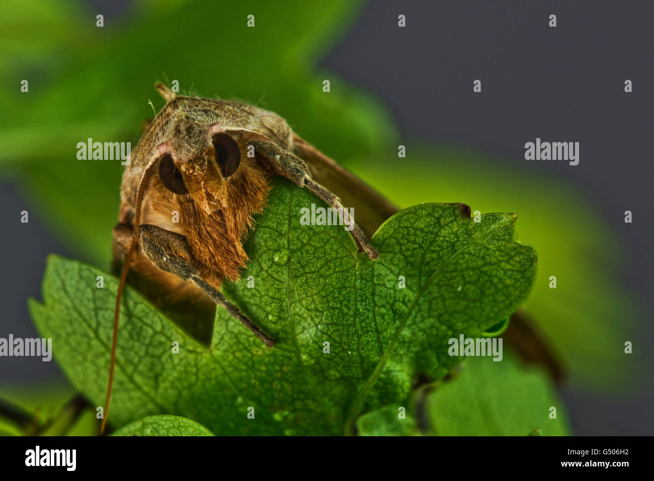 Sfumature di angolo Moth - Phlogophora meticulosa Foto Stock