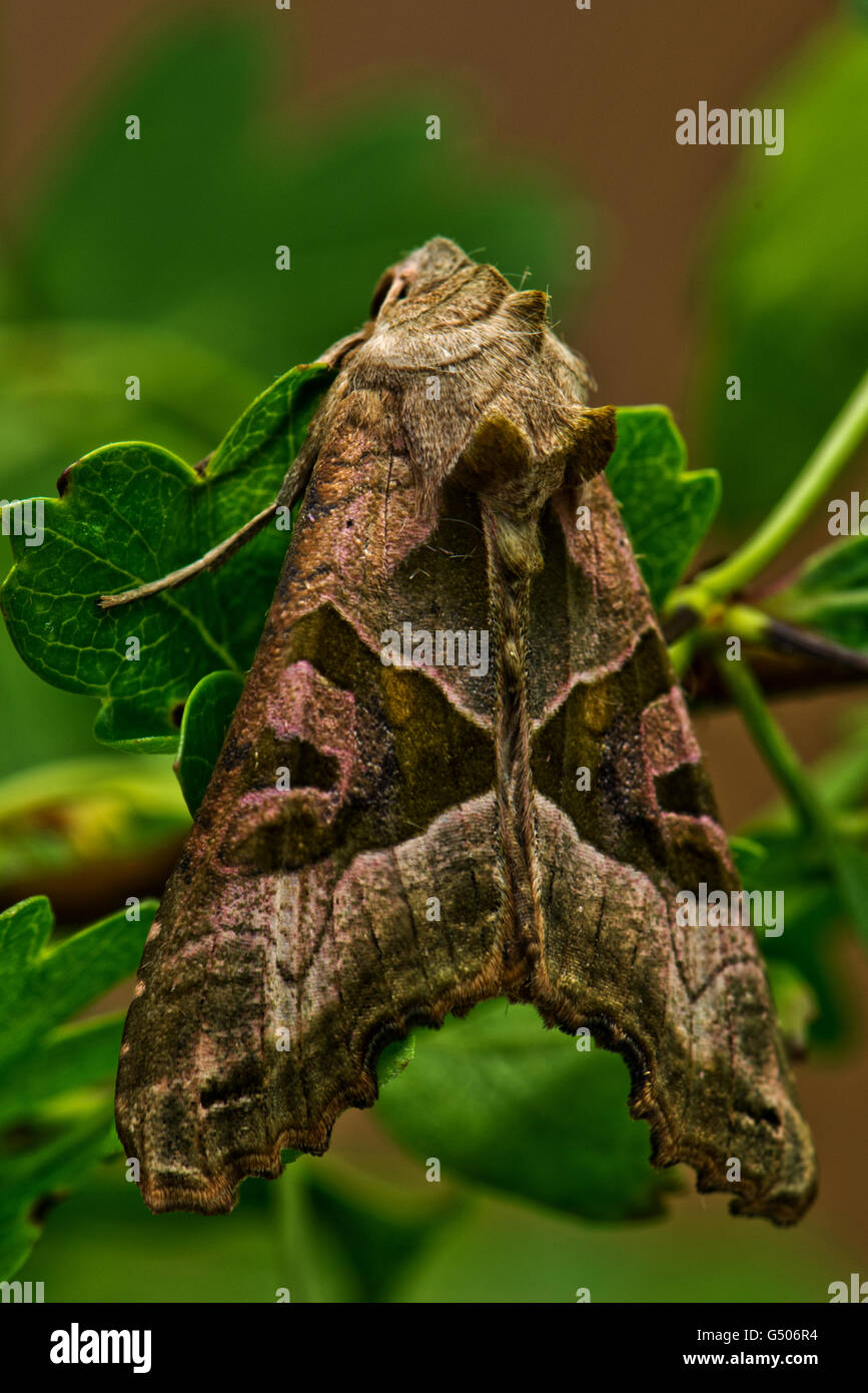 Sfumature di angolo Moth - Phlogophora meticulosa Foto Stock