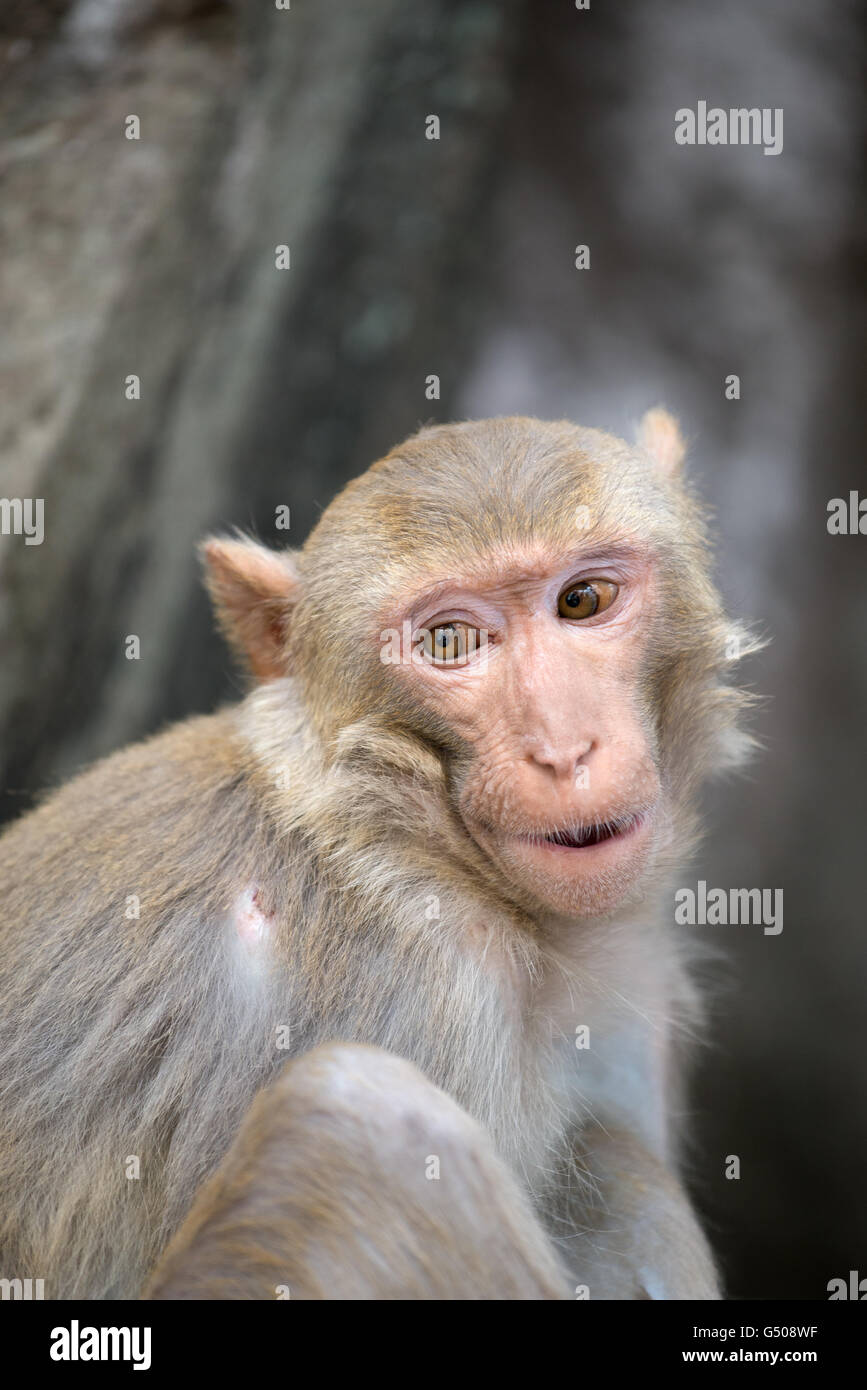 Una scimmia macaco presso il Monte Popa monastero Buddista, Taung Kalat, Mandalay Regione, Myanmar Foto Stock