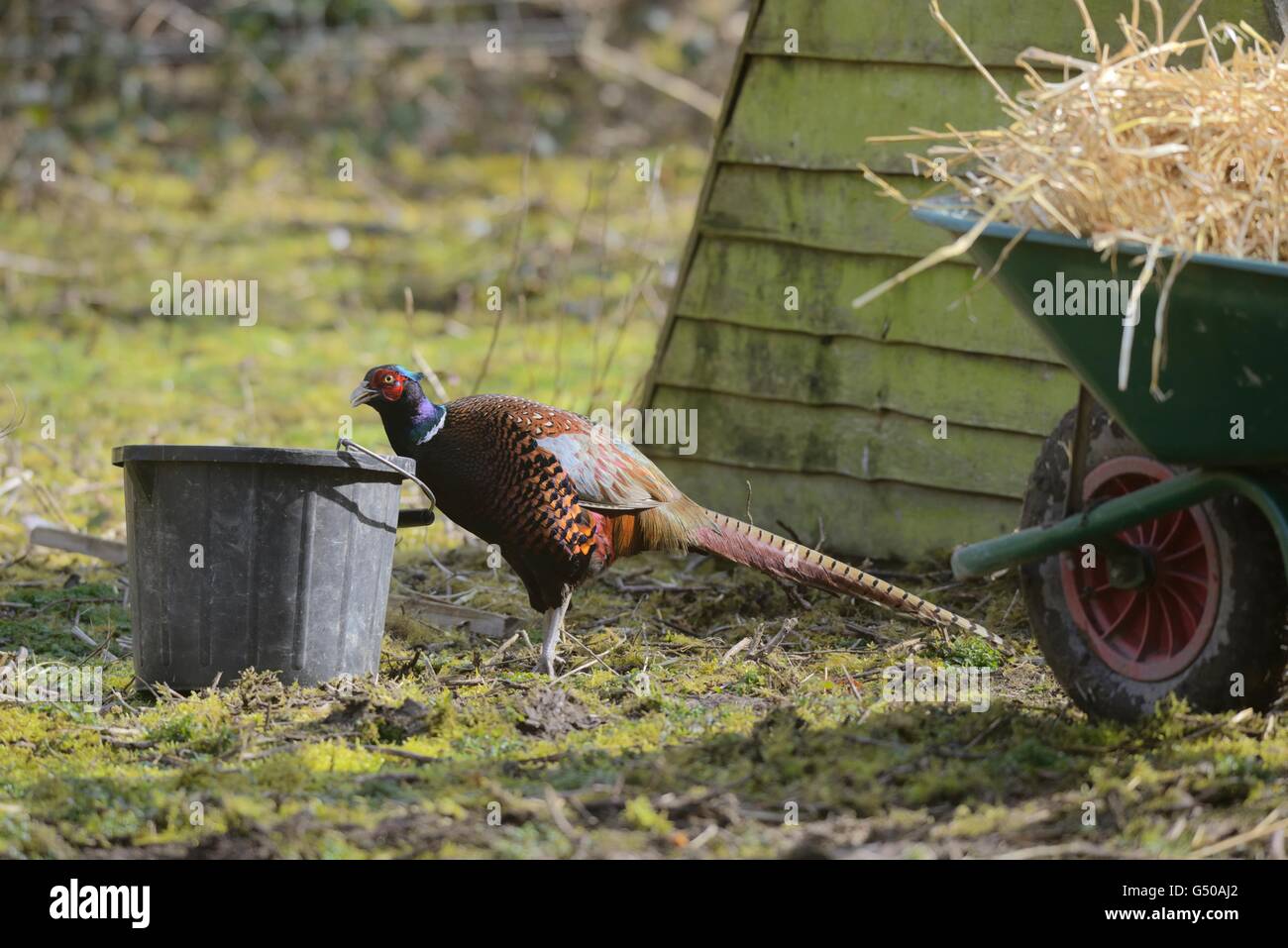 Fagiano maschio che mostra i dettagli del piumaggio di SW gara asiatica Phasianus torquatus a fianco di una casa della gallina, Wales, Regno Unito. Foto Stock
