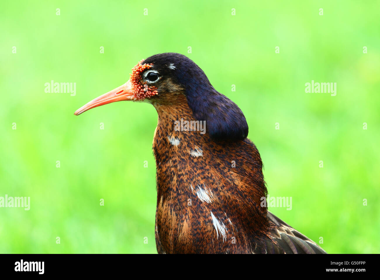 Ruff (Philomachus pugnax) Foto Stock